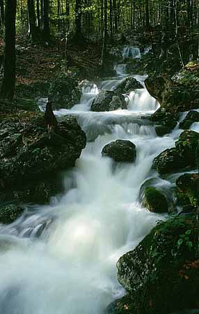 P2569_wildbach