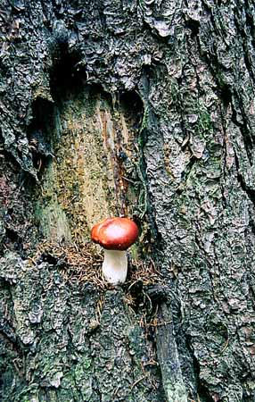 P2613_pilz_im_baum