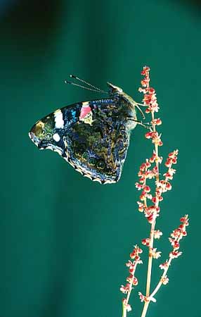 P2674_falter