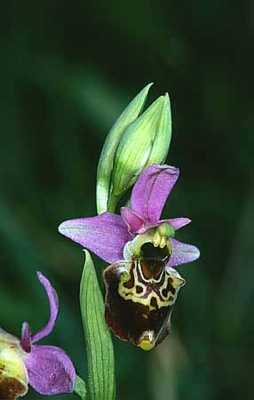 P2795_orchidee_18