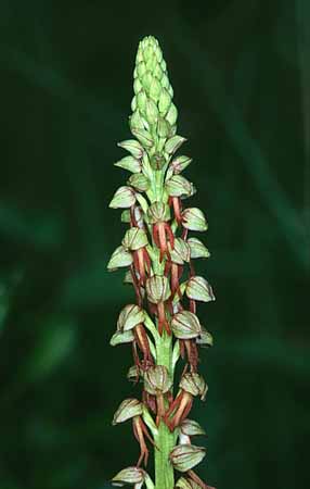 P2797_orchidee_20