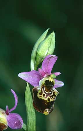 P2799_orchidee_22