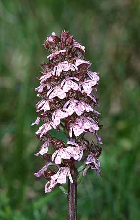 P2801_orchidee_24