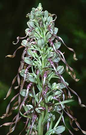 P2803_orchidee_25