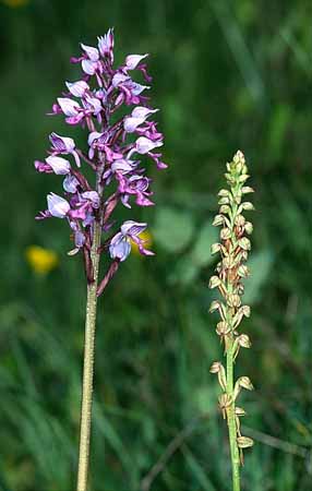 P2805_2_orchideen