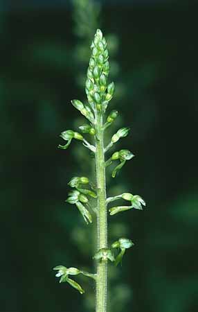 P2806_orchidee_26