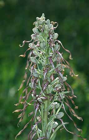 P2809_orchidee_28