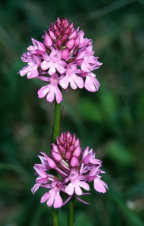 P2814_orchidee_33