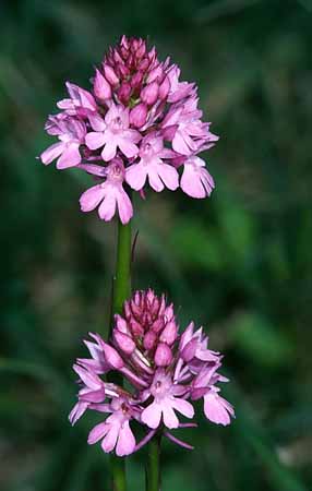 P2815_orchidee_34
