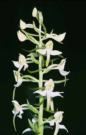 P2822_orchidee_41