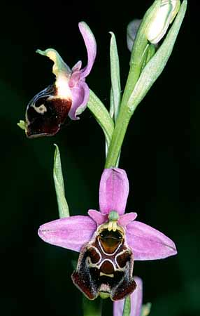 P2823_orchidee_42