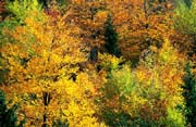 L0044_herbst_laub