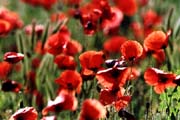L0275_mohnblumen