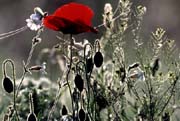 L0283_roter_mohn