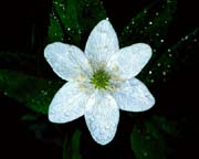 L0374_bluete