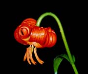L0402_krainer_lilie