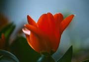 L0412_tulpenbluete