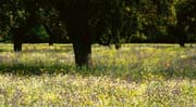 L0445_bluetenmeer