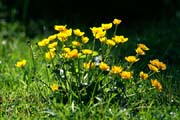 L0480_sumpfdotterblumen