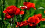 L0492_mohnblumen