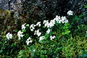 L0544_waldblumen