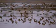 L0603_enten_im_flug