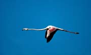L0633_flamingo