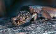 L0643_kleiner_drache