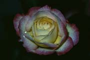 L0780_rose