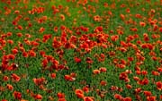 L0877_mohnblumenfeld