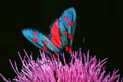 L0926_blutstroepfchen