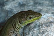 L0949_eidechsenportrait