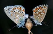 L0974_falter_schmetterlingspaarung