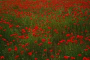 L0979_mohnblumen