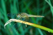 L0984_libelle