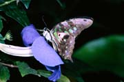 L0993_schmetterling
