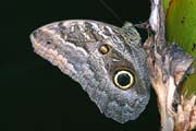 L0997_schmetterling