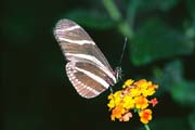 L0998_schmetterling