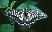 L0999_schmetterling
