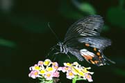L1002_schmetterling_nah