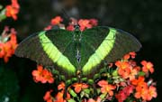L1004_schmetterling