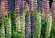 L1239_lupinen