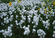 L1268_wollgras_und_butterblumen