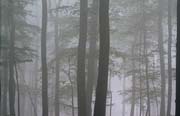 L1494_baeume_im_nebel