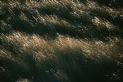 L1550_gras_im_wind
