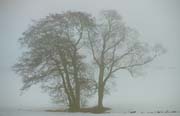 L1560_baeume_im_nebel
