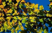 L1562_herbstlaub