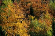 L1563_herbstlaub