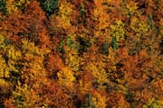 L1564_herbstlaub