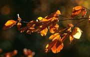 L1581_herbstlaub